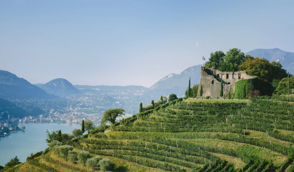 Castello_Morcote_vigneti1